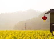 河间花卉基地，绿意盎然，生机绽放