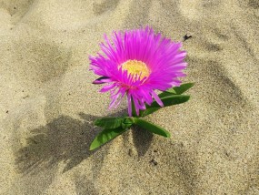 沙滩花卉视频教程全集，园艺艺术基础到精通之旅