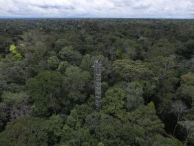 一项研究发现，亚马逊雨林为世界储存了碳，但这种碳汇正处于危险之中