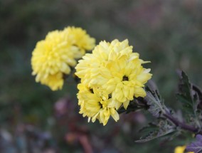 花卉E级，探索基层花卉产业魅力