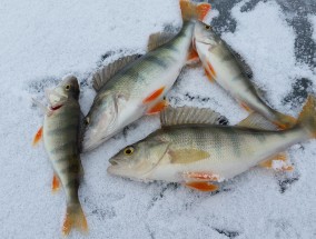 礼步湖大道美食探秘之旅